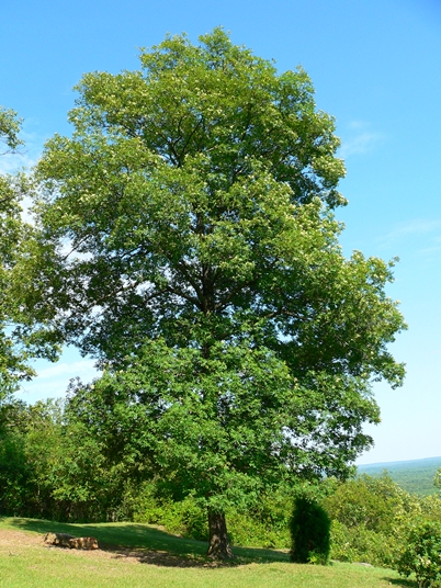 {Carya glabra}